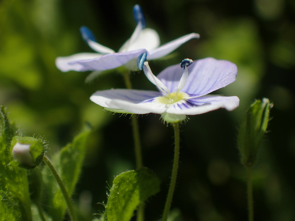 Изображение особи Veronica filiformis.
