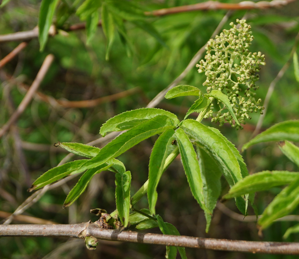 Image of Sambucus sibirica specimen.