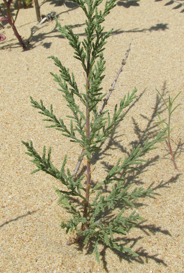 Изображение особи Tamarix ramosissima.
