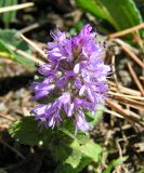 Veronica densiflora. Верхушка цветущего растения. Республика Алтай, хр. Семинский, около 1900 м н.у.м. 20.06.2006.