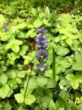 Ajuga reptans