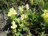 Scutellaria sevanensis