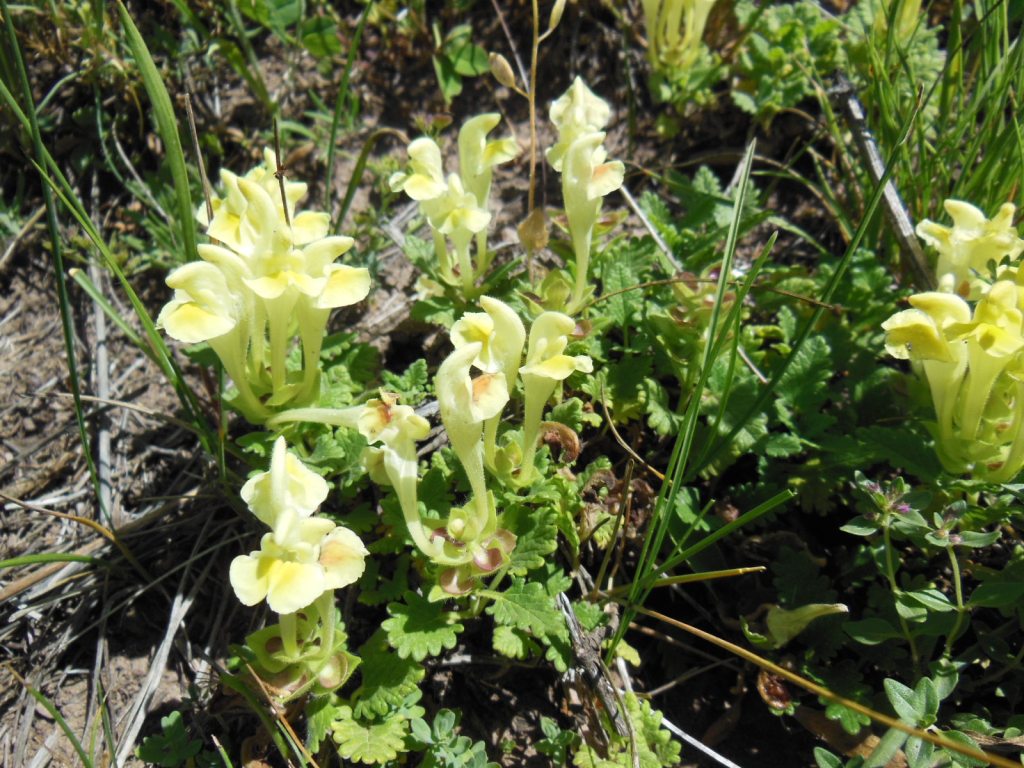 Image of Scutellaria sevanensis specimen.