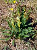 Pedicularis oederi