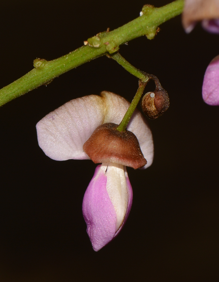 Изображение особи Pongamia pinnata.