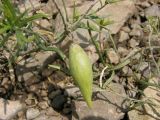 Vincetoxicum sibiricum