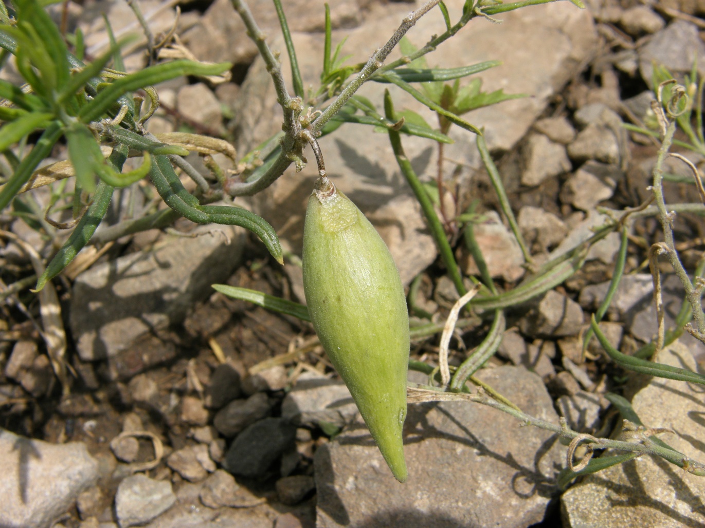 Image of Vincetoxicum sibiricum specimen.