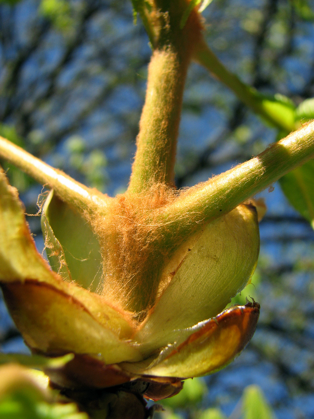 Image of Aesculus hippocastanum specimen.