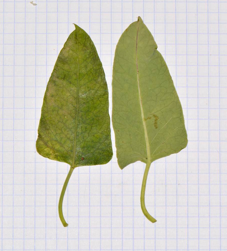 Изображение особи Araujia sericifera.