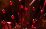 Drosera rotundifolia