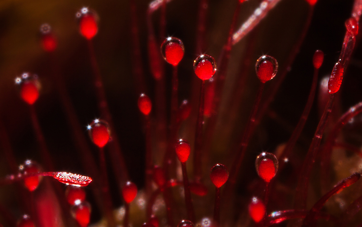 Image of Drosera rotundifolia specimen.