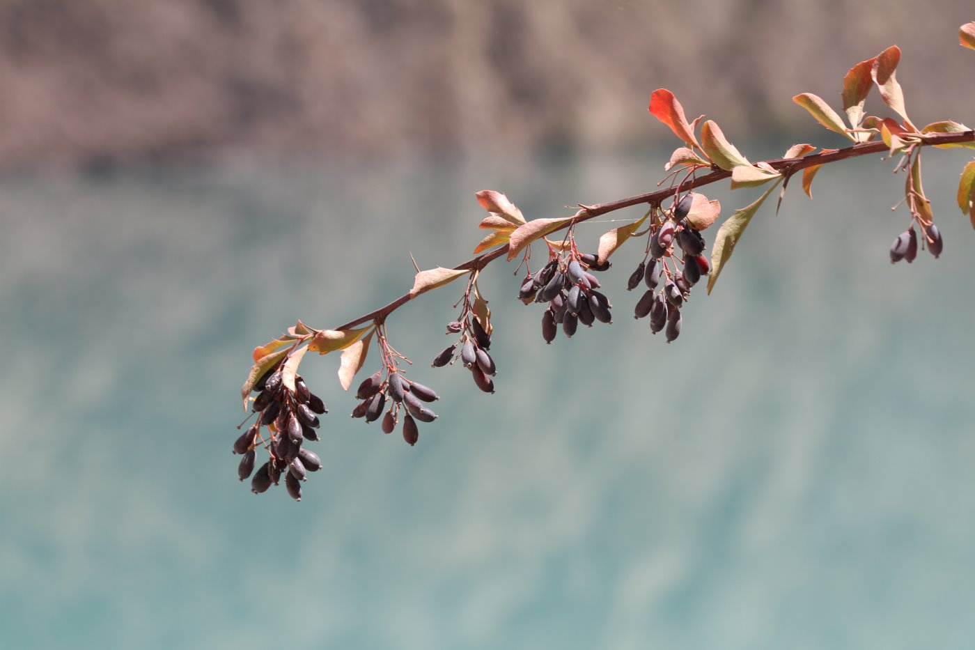 Image of Berberis integerrima specimen.