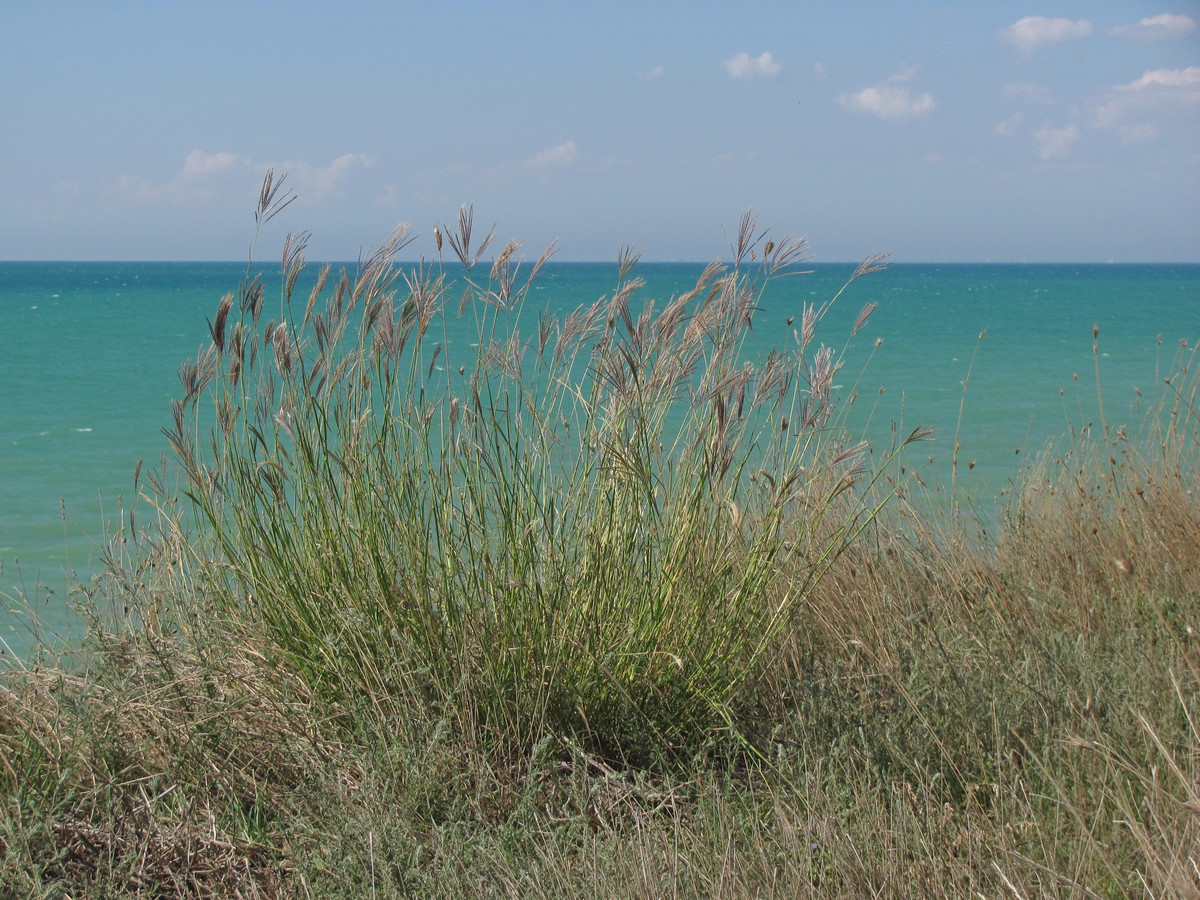 Изображение особи Bothriochloa ischaemum.