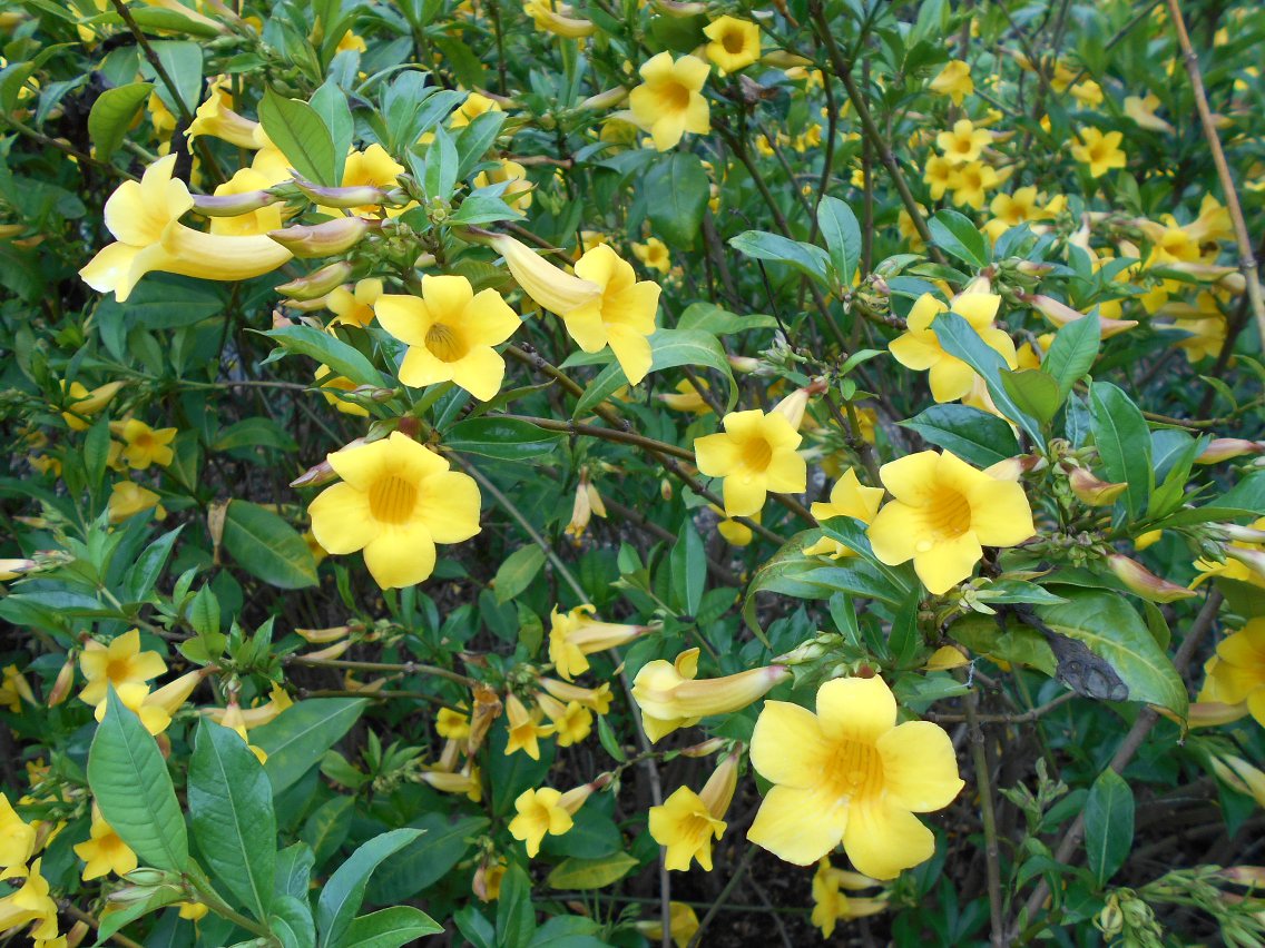 Изображение особи Allamanda schottii.