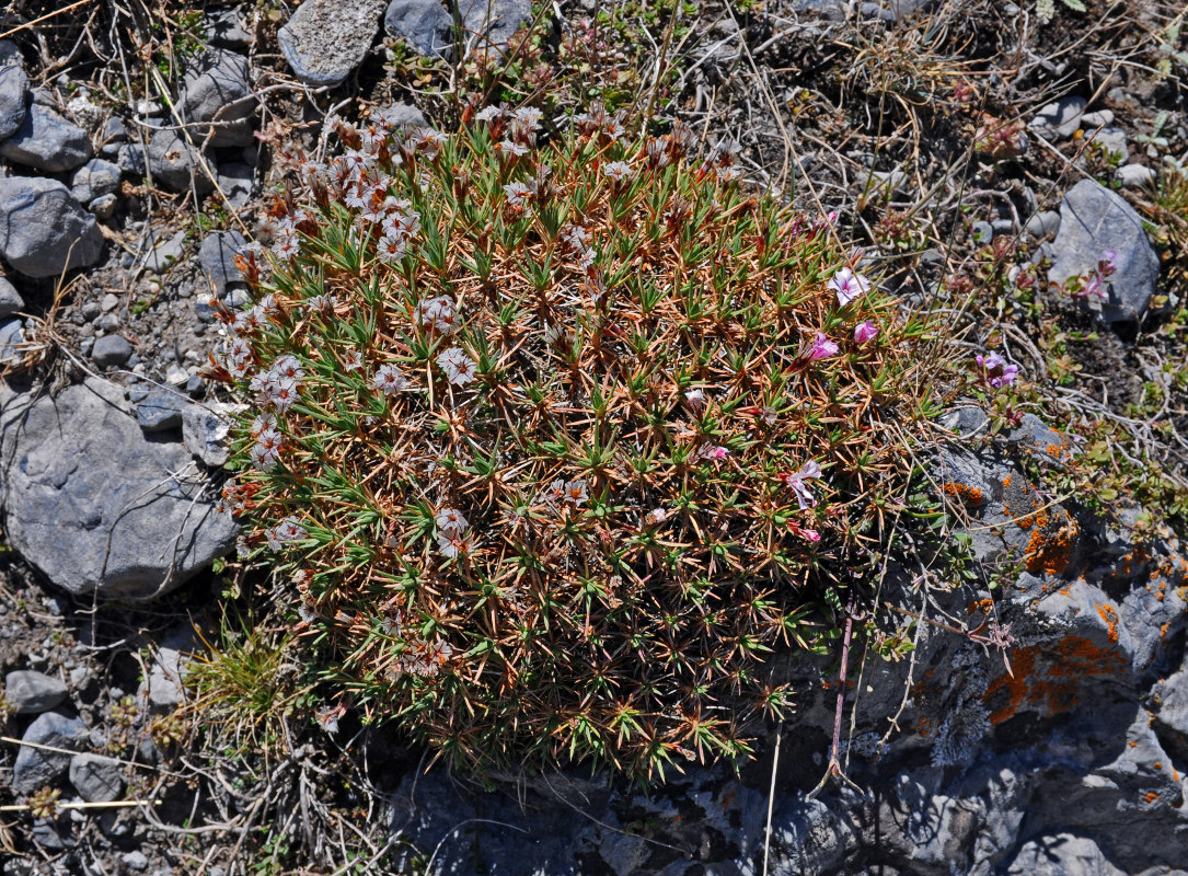 Image of genus Acantholimon specimen.