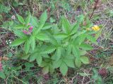 Agrimonia viscidula