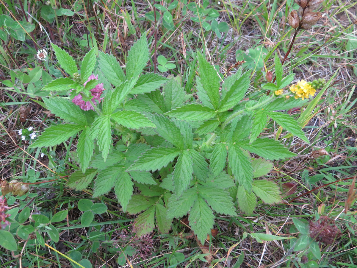 Image of Agrimonia viscidula specimen.