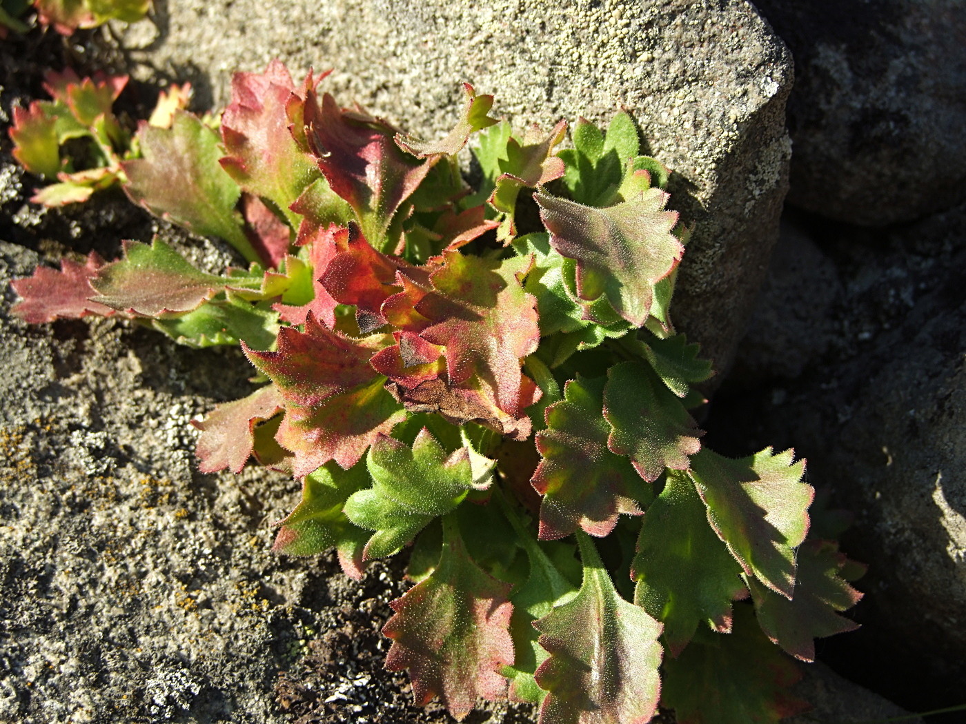 Image of Micranthes punctata specimen.