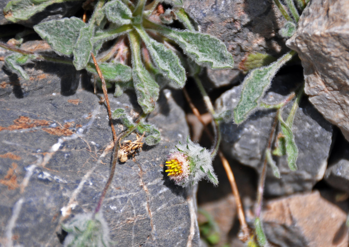 Изображение особи Erigeron amorphoglossus.