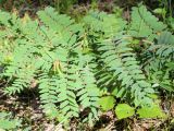 Vicia cassubica