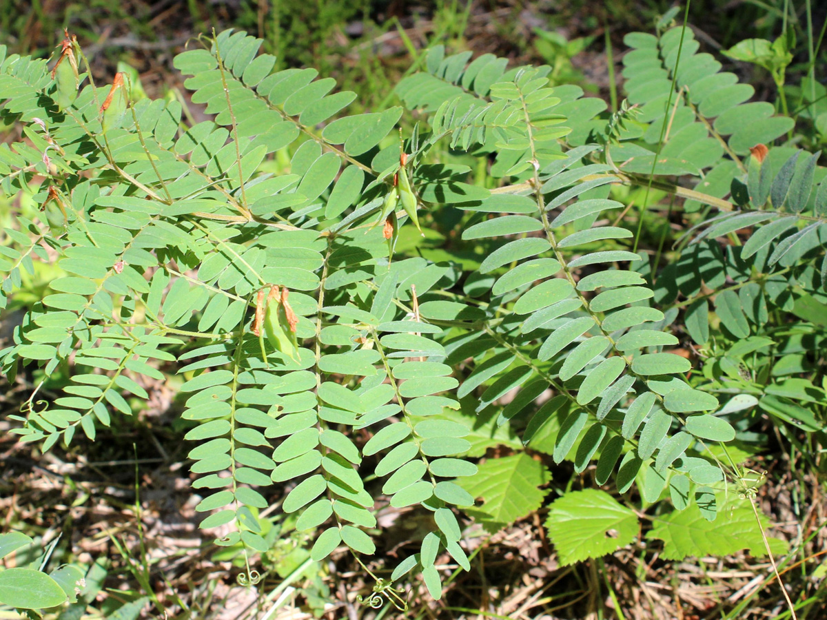 Image of Vicia cassubica specimen.