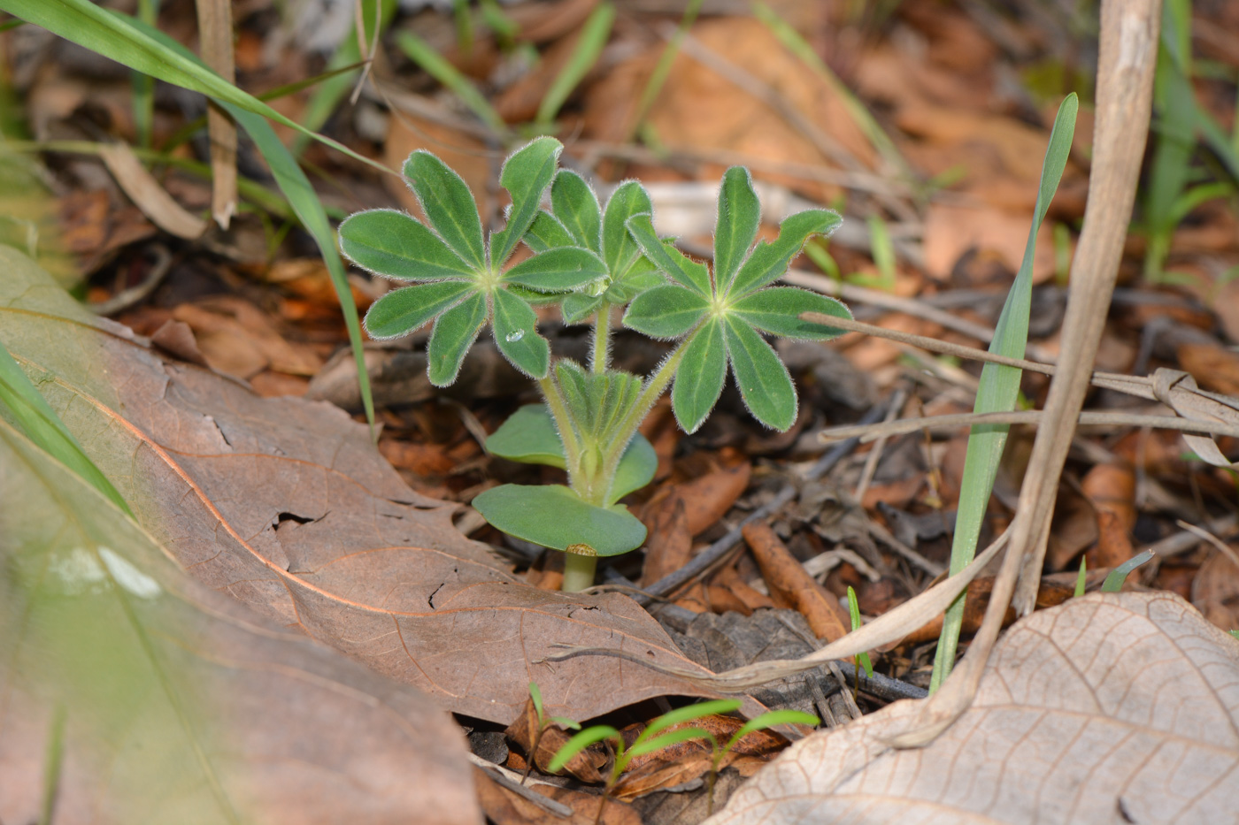 Изображение особи Lupinus palaestinus.