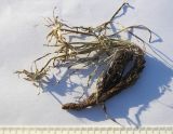 Scorzonera meyeri
