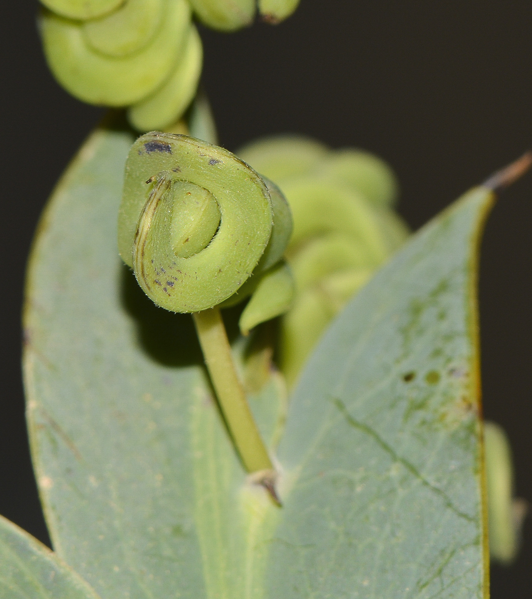 Изображение особи Acacia glaucoptera.