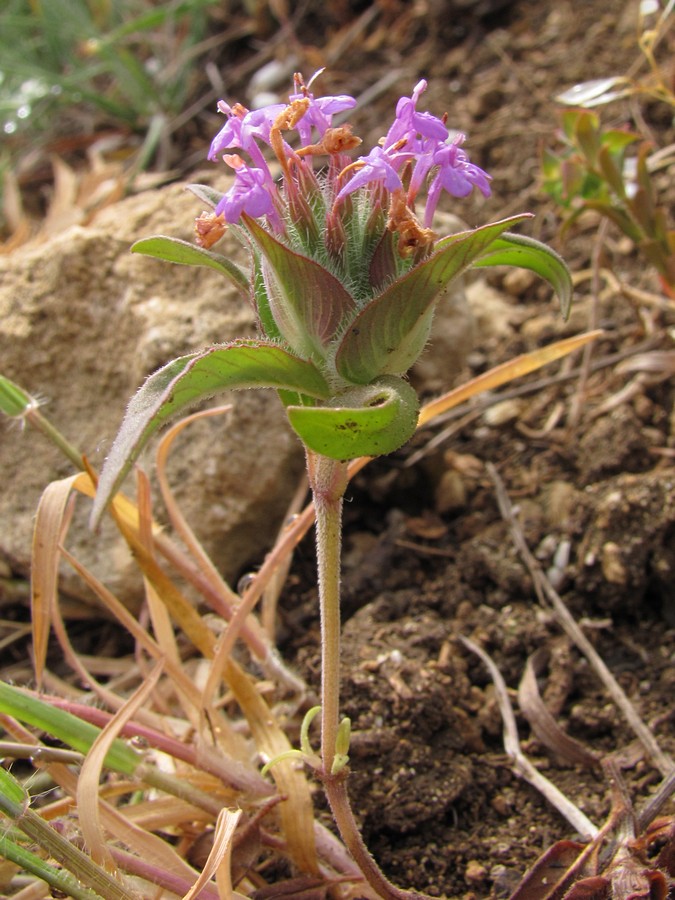 Изображение особи Ziziphora capitata.