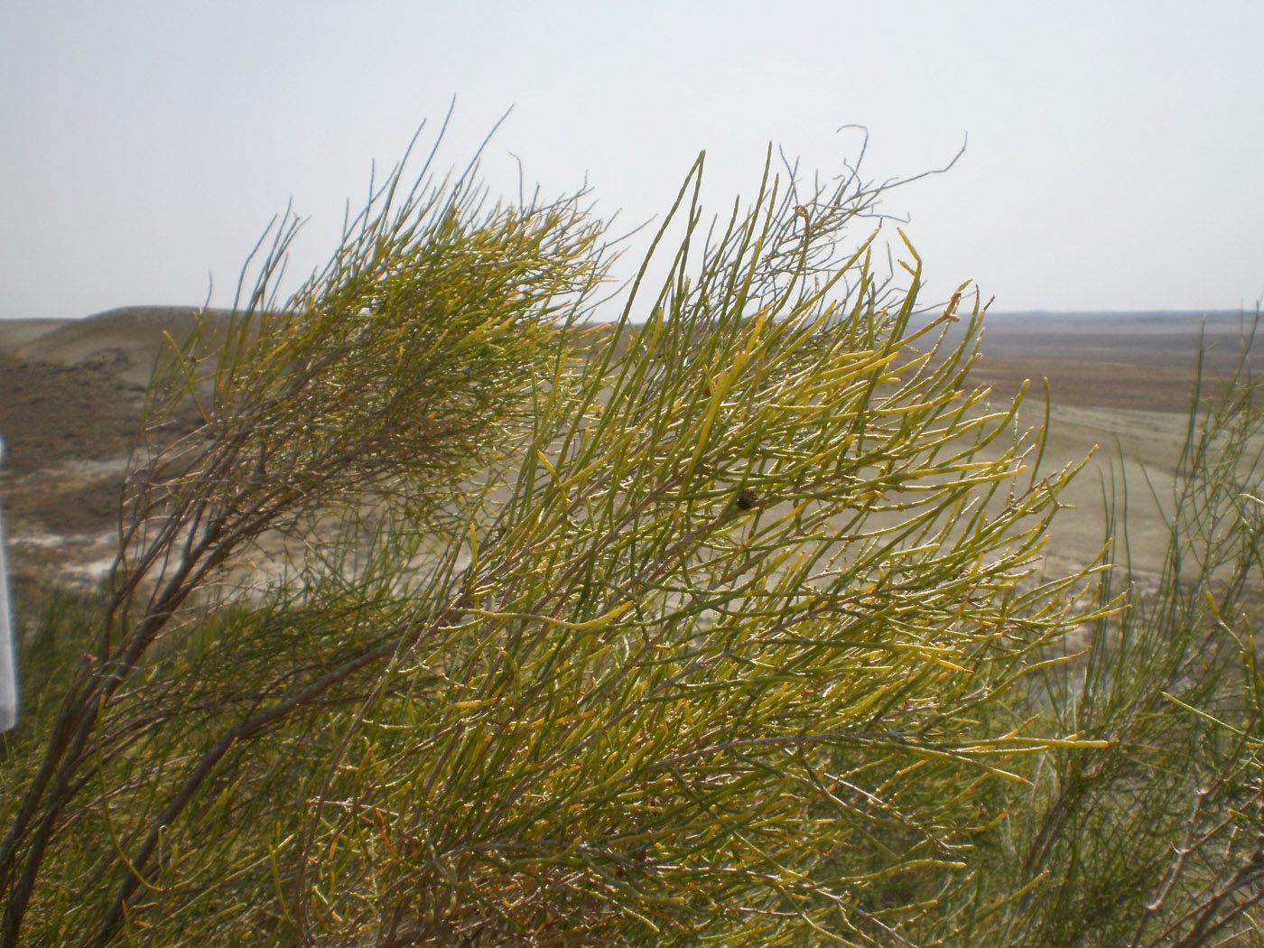 Image of genus Haloxylon specimen.