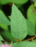 Spiraea japonica