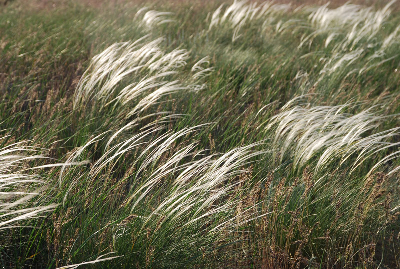 Изображение особи Stipa lessingiana.