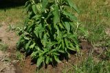 Buddleja davidii