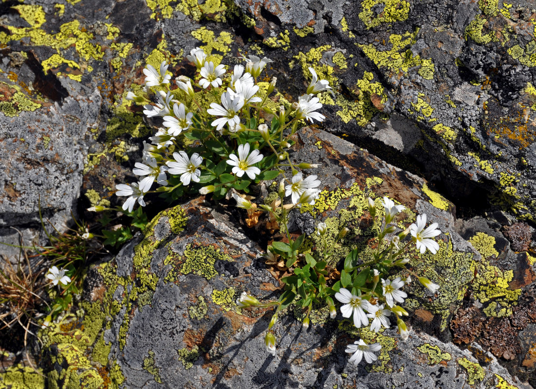 Изображение особи Cerastium polymorphum.