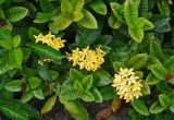 genus Ixora. Верхушки побегов с соцветиями. Малайзия, Куала-Лумпур, в культуре. 13.05.2017.