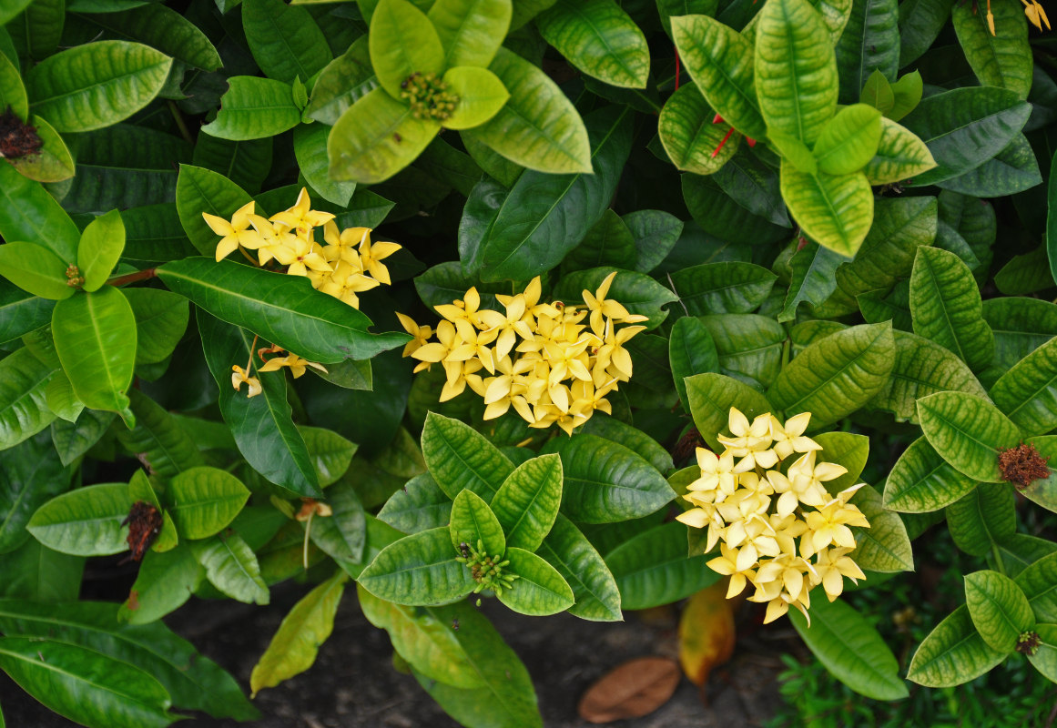 Image of genus Ixora specimen.