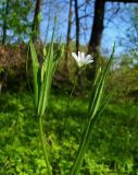 Stellaria holostea