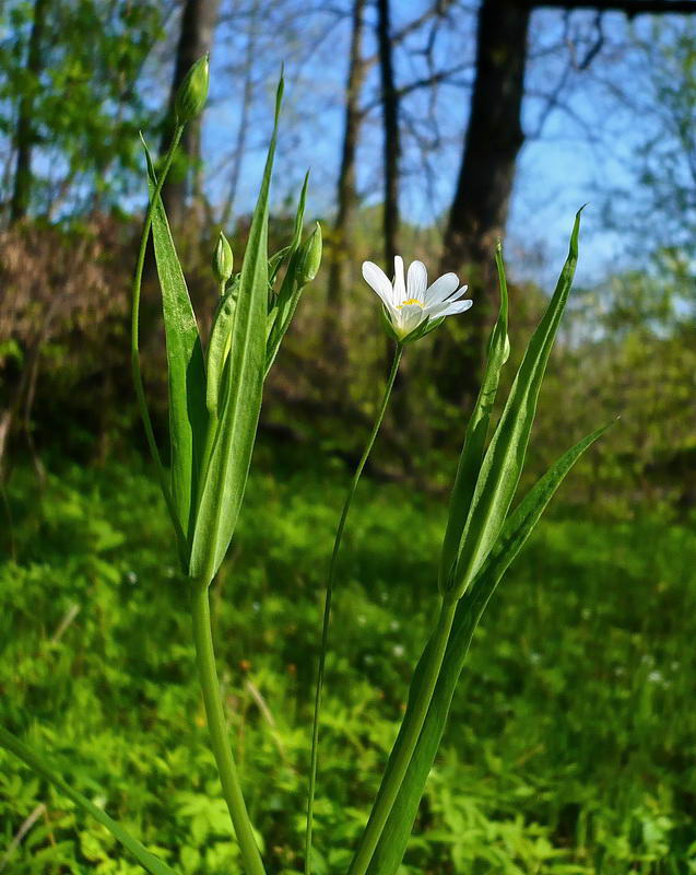 Изображение особи Stellaria holostea.