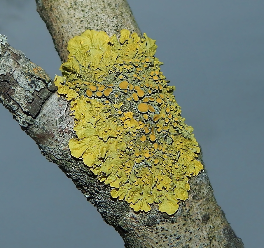 Изображение особи Xanthoria parietina.