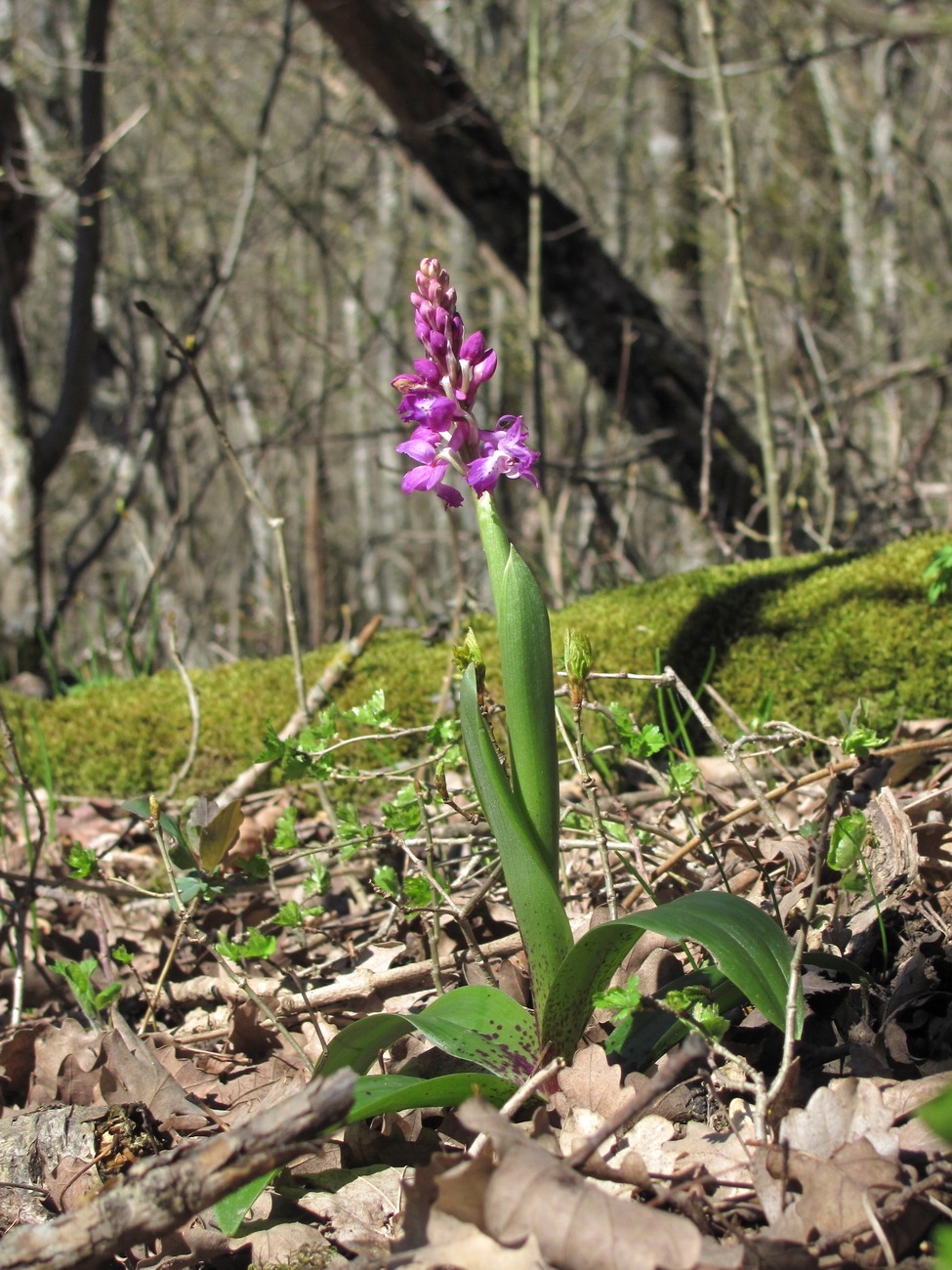 Изображение особи Orchis mascula.