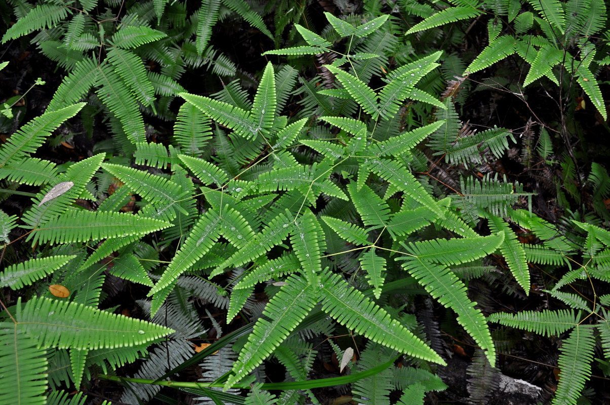 Изображение особи Dicranopteris linearis.