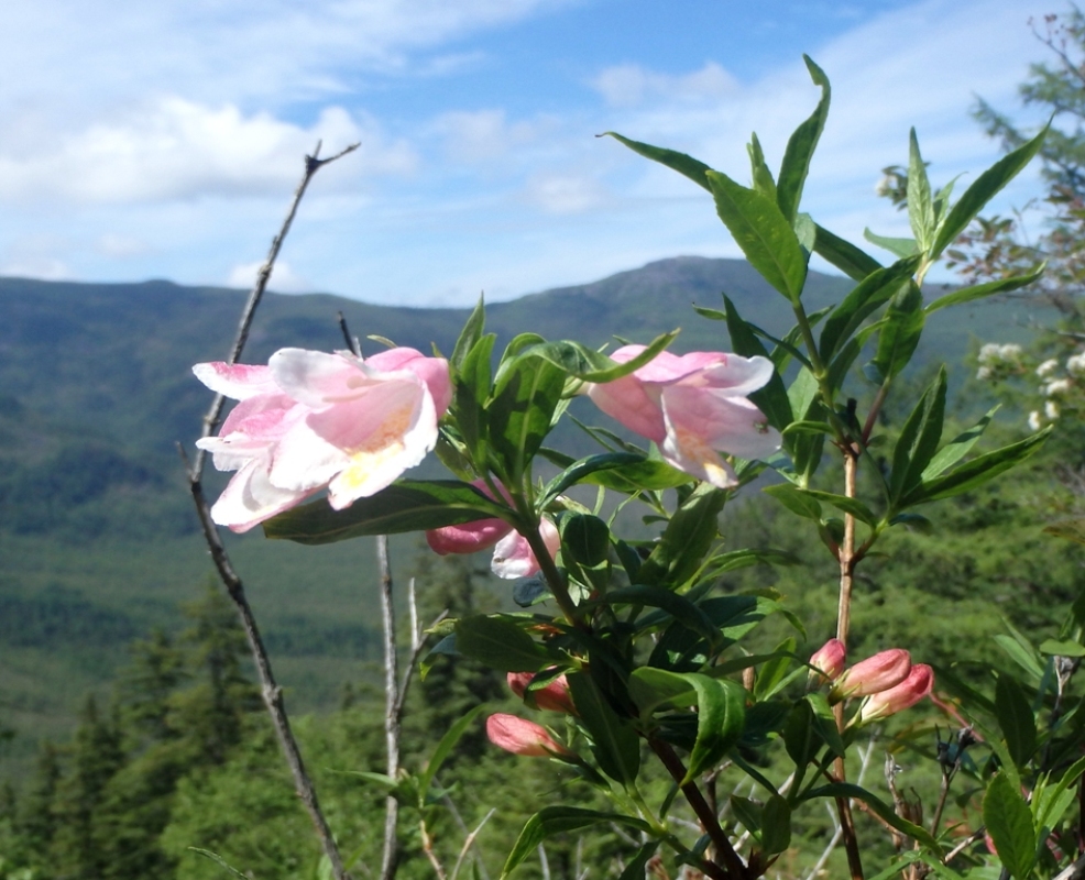 Image of Weigela suavis specimen.