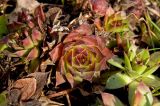 genus Sempervivum. Перезимовавшие растения. Пермский край, г. Пермь, Кировский р-н, садовый участок, в культуре. 9 мая 2018 г.