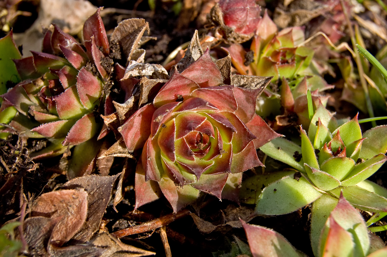 Image of genus Sempervivum specimen.