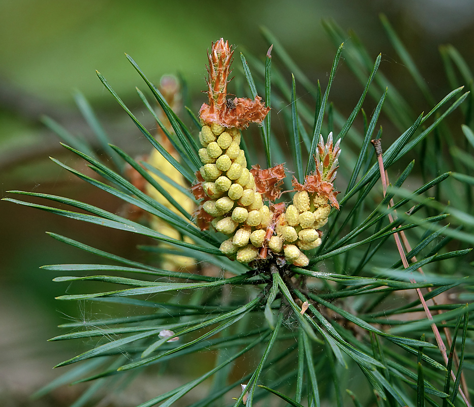 Изображение особи Pinus sylvestris.