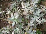 род Graptopetalum