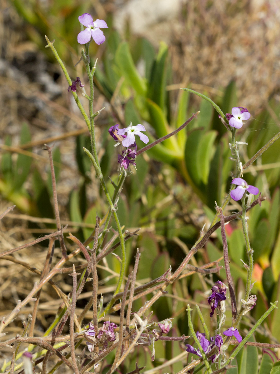Image of Matthiola tricuspidata specimen.