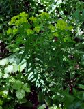 Euphorbia semivillosa. Цветущее растение. Тульская обл., Алексинский р-н, долина р. Вашана, дубово-липовый лес. 11.06.2018.