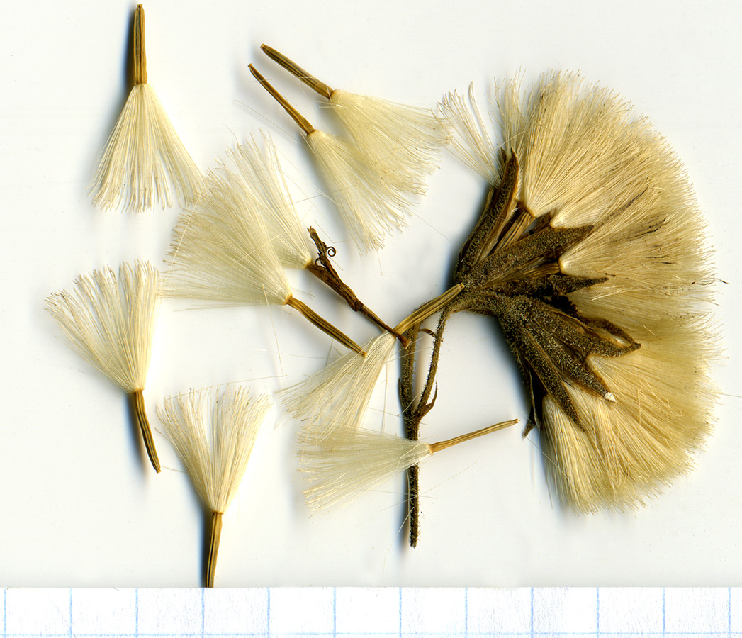 Image of Parasenecio hastatus specimen.