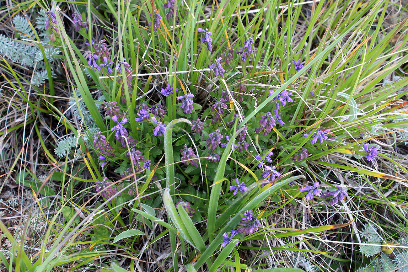 Image of Polygala alpicola specimen.